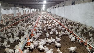 Age 19 Days Broiler Chicks Vlog Support Me Poultry Farm