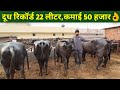 फौजी साहब की मुर्रा र्भैंसों का डेरी फार्म|Murrah Buffalo Dairy Farm Haryana india