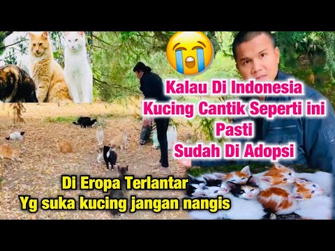 Video: Kucing Chubby Polydactyl Yang Mencari Rumah Menjadi Sensasi Viral