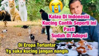 TEGAH | Kucing Gelandangan di Eropa !!! Di Indonesia Harga nya Jutaan
