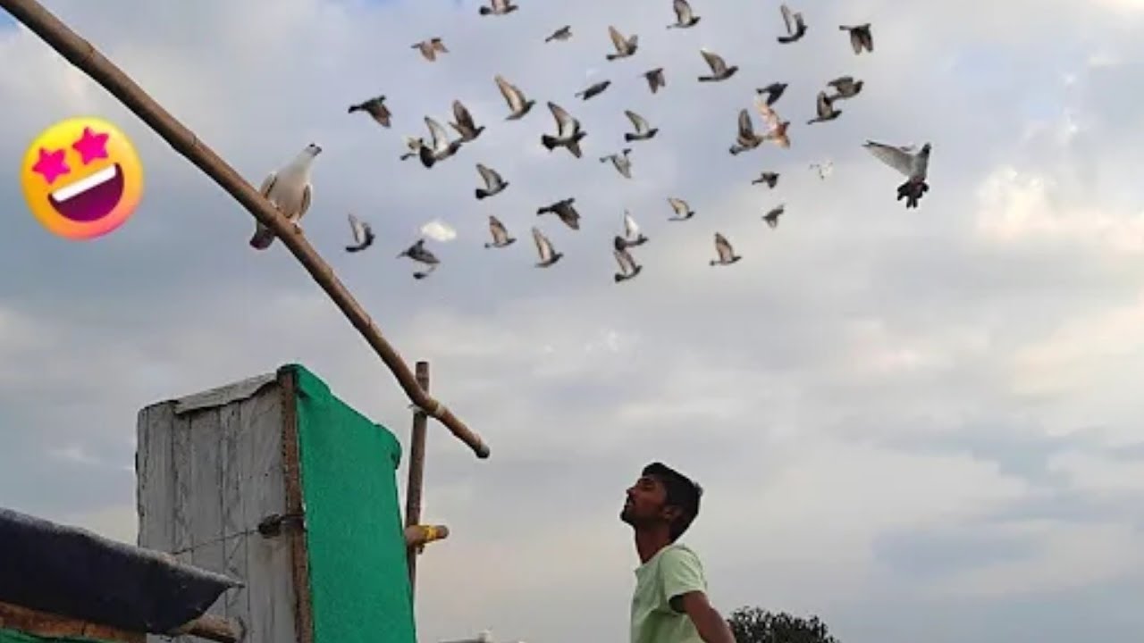 Aaj Rolling Trending 🔥🕊️ | Bachchon Ki Real Roller Training | 9am to 12am Flying