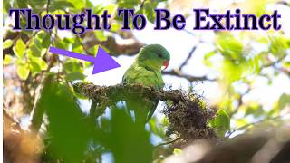 This Bird Was Rediscovered