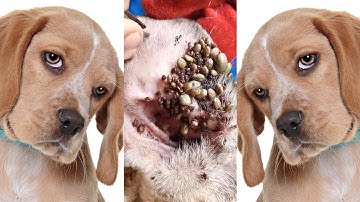 How to remove ticks form dog || Tick removal from dog #7