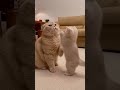 #funny #studywithmeandmycat #cute #funnycats #pets #cat