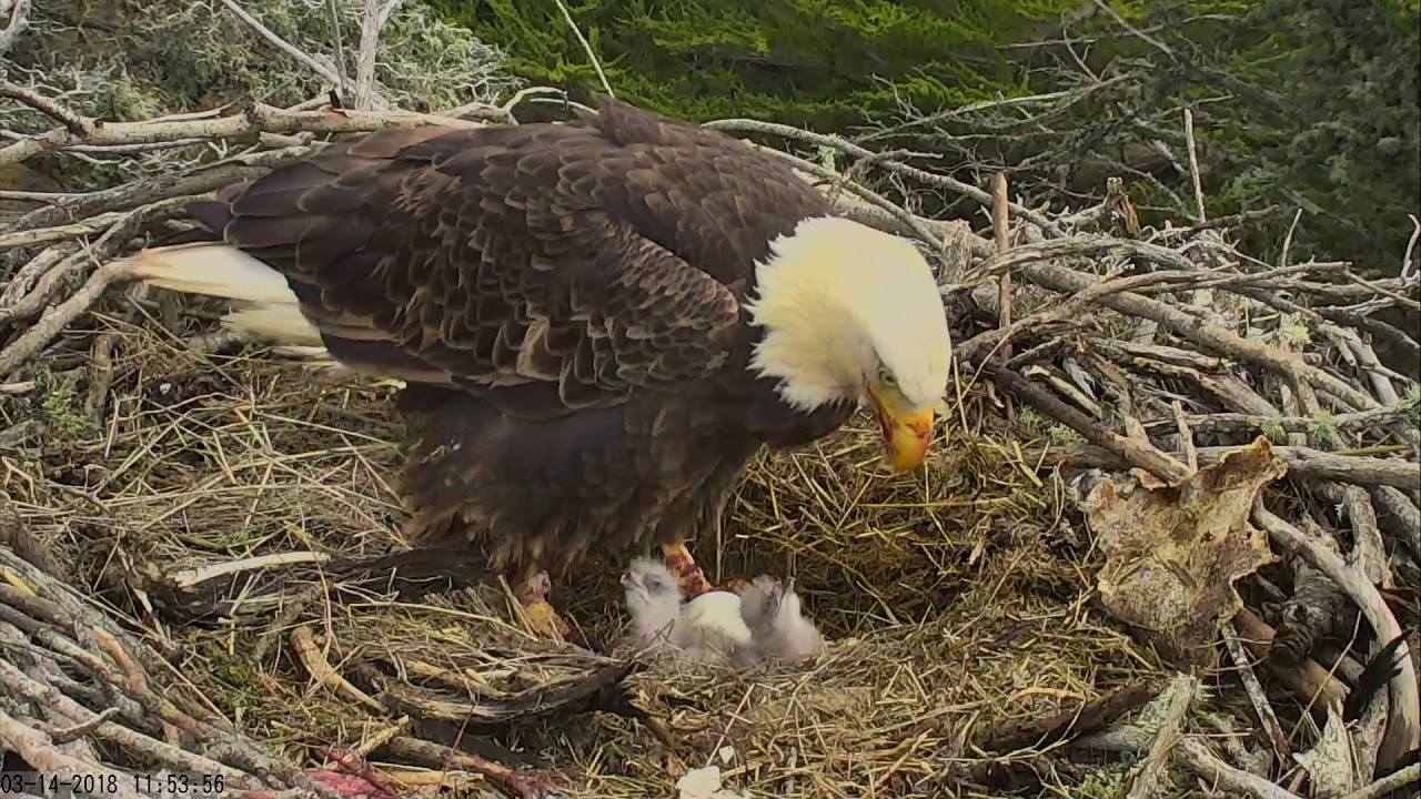 Sauces Bald Eagles Channel Islands Cam 03142018 114807 124808