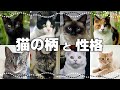 【猫の模様・柄の分類】どんな種類がある？｜毛色で分かる猫の性格