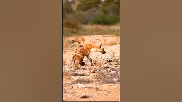 EAGLE EATING HYENA TO DEATH🤯🤯❗#shorts #animals