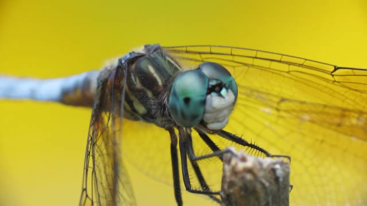 Very Challenging Dragonfly Eye Macro (Handheld DOF)