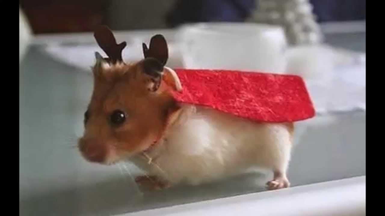 Новогодние хомяки