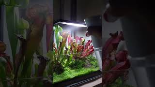 Daily rituals #plants #houseplants #hobby #terrariums #diy #carnivorousplants #bograrium