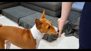 The magical touch in basenji training - why you should use it