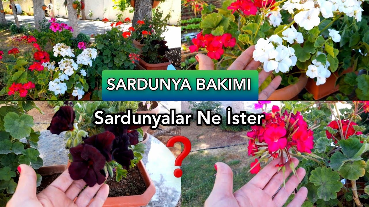 💯SARDUNYA BAKIMINA DAİR HERŞEY BU VİDEODA‼️🌹Sardunya nasıl çiçek açtırılır❓️#sardunya#çiçek#flowers