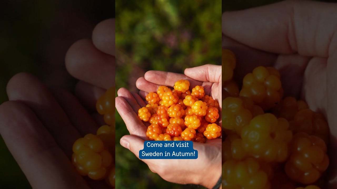 Join us in Sweden for the foraging season! 