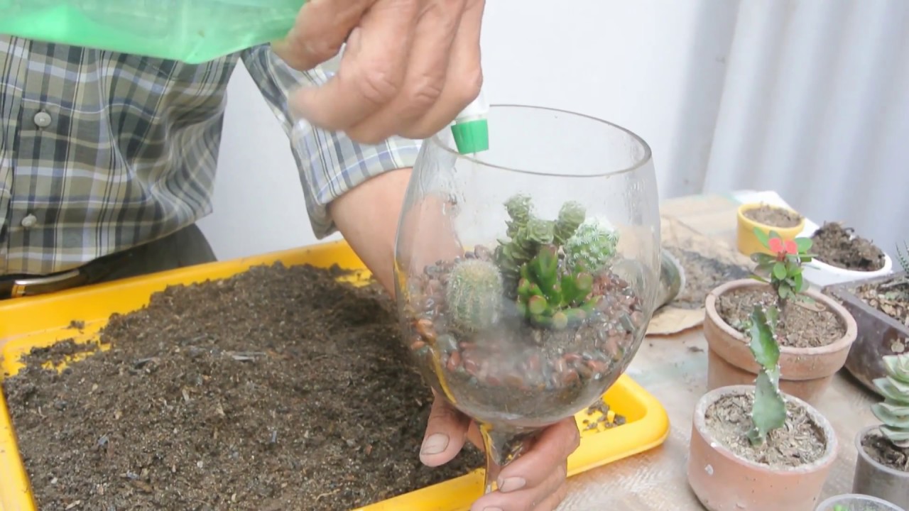 Un terrarium en una copa de cristal