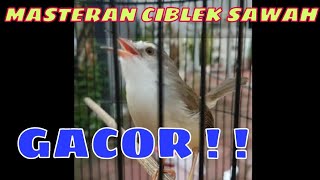 Masteran Ciblek Sawah (CIWAH) Gacor !!! || Owner : @gubuk_peksii