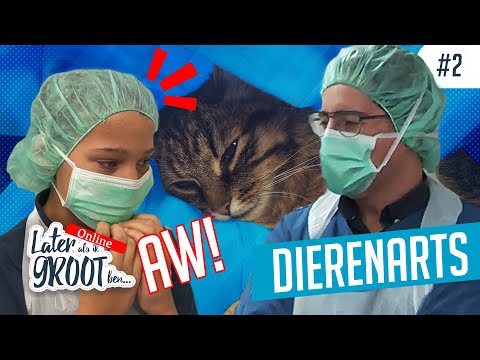 Video: Hoe Vind Je Een Dierenarts?