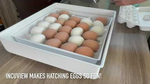 The Incredible IncuView!!!