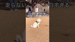 ドッグラン来たのに全然走らないイッヌ #白柴 #ドッグラン #柴犬 #shorts