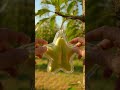 apple grows into a teddy bear shape 🍎🧸 satisfying AI timelapse #shorts