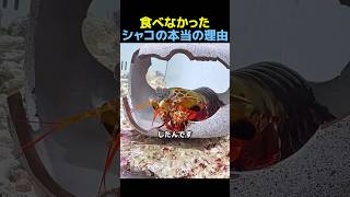 食べなかったシャコの本当の理由🦞 #感動する話 #動物動画 #動物