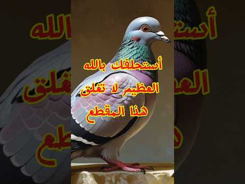 فرحة غير متوقعة تنتظرك بهذا الدعاء المبارك النبي محمد دويتو فولو Duet Shorts 