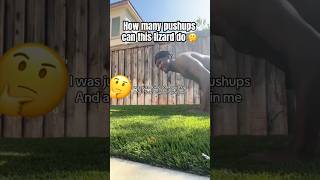 Little Lizard does Pushups 😂