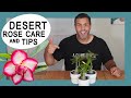 Houseplant Trends 2021: Desert Rose (Adenium Obesum) Crucial Care Tips and More! #DesertRose