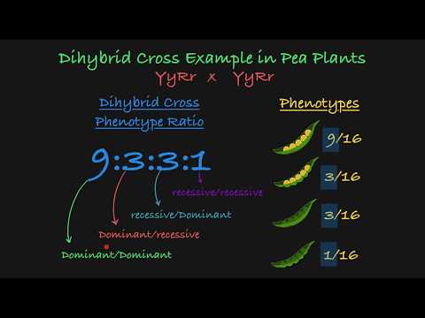 Thumbnail for the embedded element "Dihybrid Cross Explained"