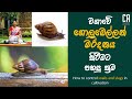 වගාවේ ගොළුබෙල්ලන් මර්දනය කරන්නේ කෙසේද? | How to control snails and slugs in cultivation