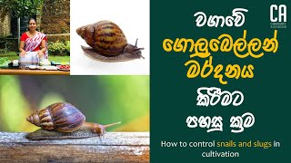 වගාවේ ගොළුබෙල්ලන් මර්දනය කරන්නේ කෙසේද? | How to control snails and slugs in cultivation