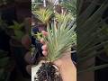 #971 #SansevieriaFrancisii | Sansevieria Francisii Yellow Variety