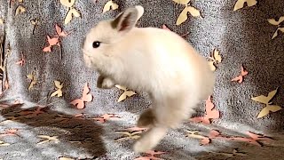 Cutest Baby Bunny Binkies by Bunny Love 3,773 views 2 years ago 1 minute, 1 second