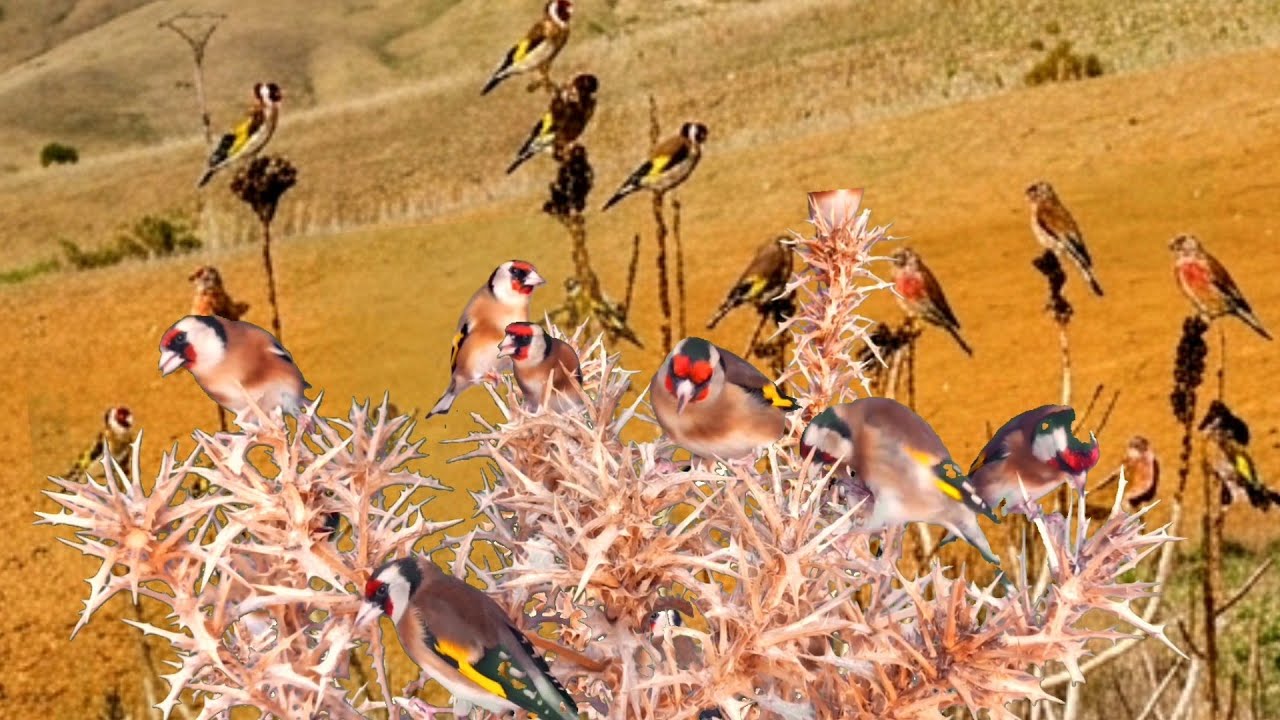بتبتة الحسون تحفيز الحسون على التغريد والهيجان علاج صمت الحسون goldfinch stimulation #birds 