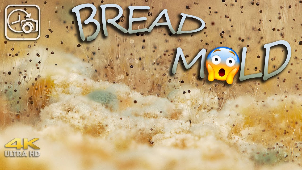 Bread Mold grow timelapse 4K YouTube