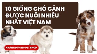 10 giống chó cảnh được nuôi nhiều nhất  Việt Nam KHÁNH DƯƠNG PET SHOP