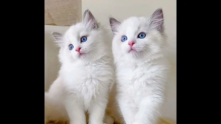 Video 3050001: british shorthair kittens, cat animals kitten cutecat, cat feeding kittens, cat kitten cutecat funny, mom feeding kittens, kittens born, little kitten, cute kitten