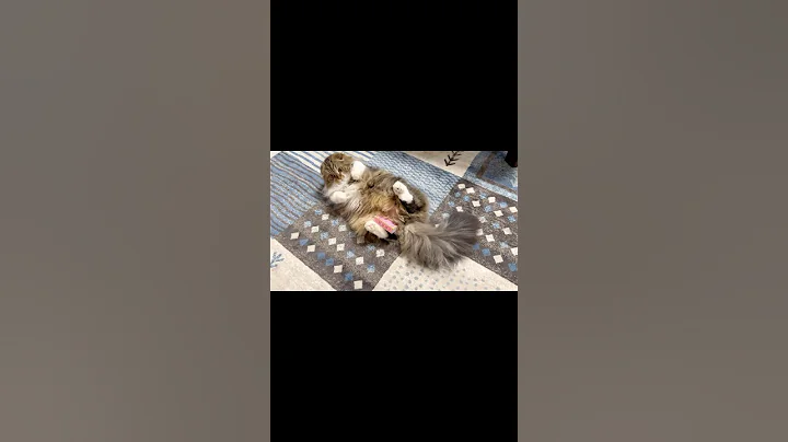 Watch the video about [Short] 😻Scottish Fold kitten carrying a mysterious box. Elle video No.S349