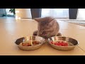 What does a Kitten prefer to eat? Catfood or raw Meat?