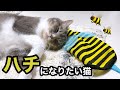 猫用の服を着てみたらこうなった・・・【シリーズ蜂】