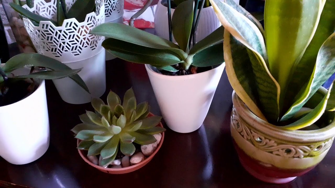 Indoor plants collections