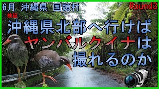 週刊　　野鳥の世界　38　　ヤンバルクイナ 週刊野鳥の世界 全100号 – ページ 2 – 知識の泉