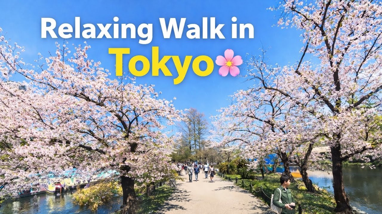 4K JAPAN Relaxing walk through TOKYO Cherry Blossom 
