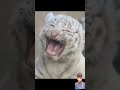 Beautiful Rare White Tiger Cub Tigercubs Tiger Lion Animals Shorts Ytshorts Lionworld Tiger mp3