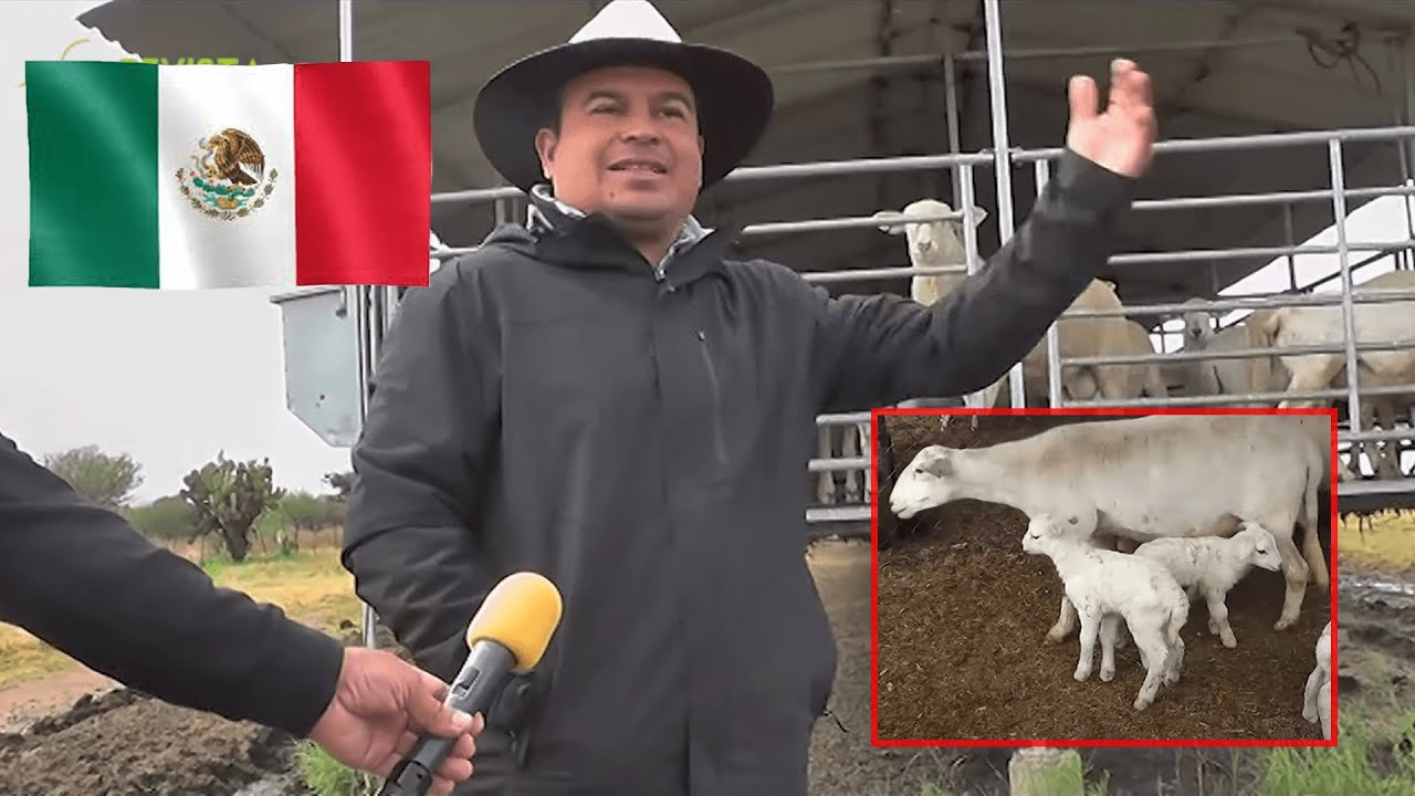 CORDERO MEXICANO - URIEL AVILA