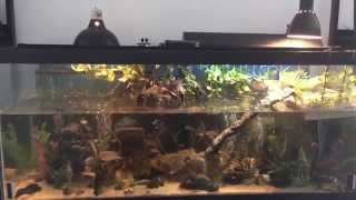My 3-striped mud turtle, fish and shrimp aquarium update