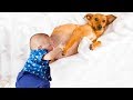 Best Dog Mom Nursing Babies | Dogs Can Take Care Of All Animals