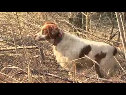 Adam bird hunting on Kentucky Afield