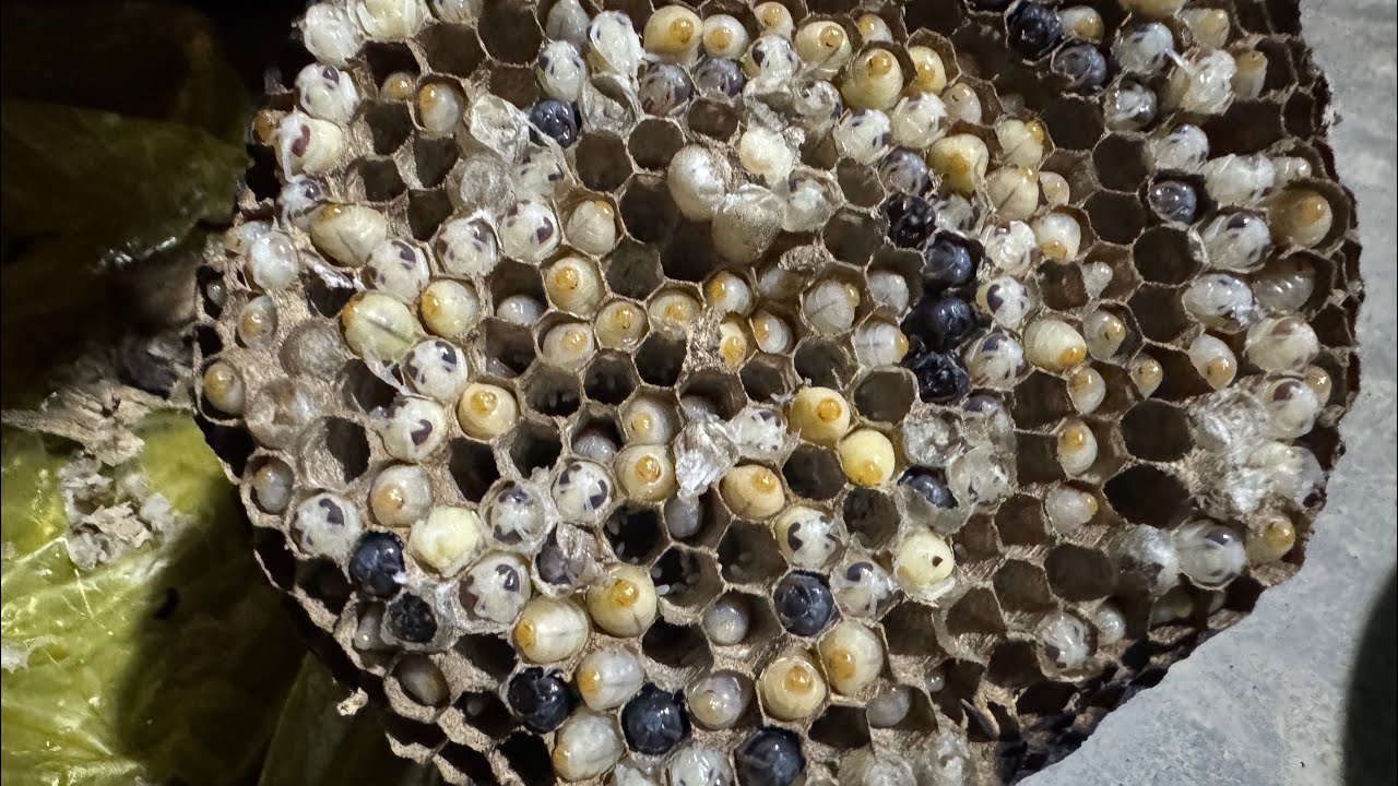 CẬU BA ĐI BẮT ONG VÒ VẼ