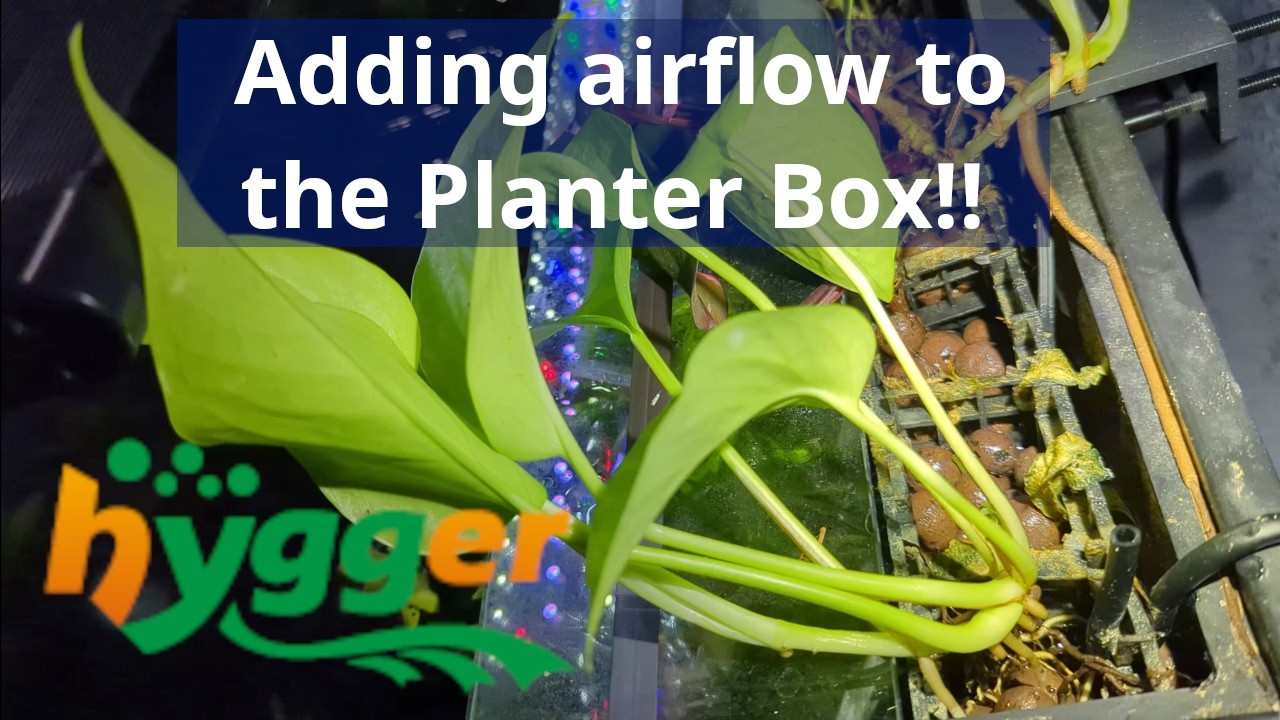 Adding an Air Stone to an Aquarium Planter Box | Hygger Dual Pro HG219
