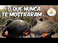 VOCÊ SABE ONDE OS MAIORES PEIXES DA PARANÁ COSTUMAM SAIR?